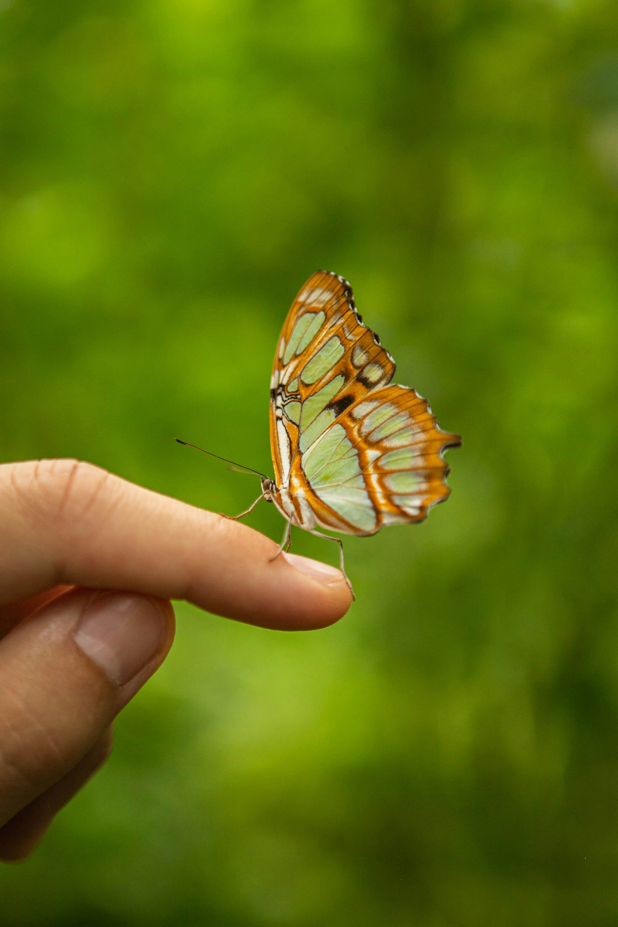 Wenn der Schmetterling vorbeikommt